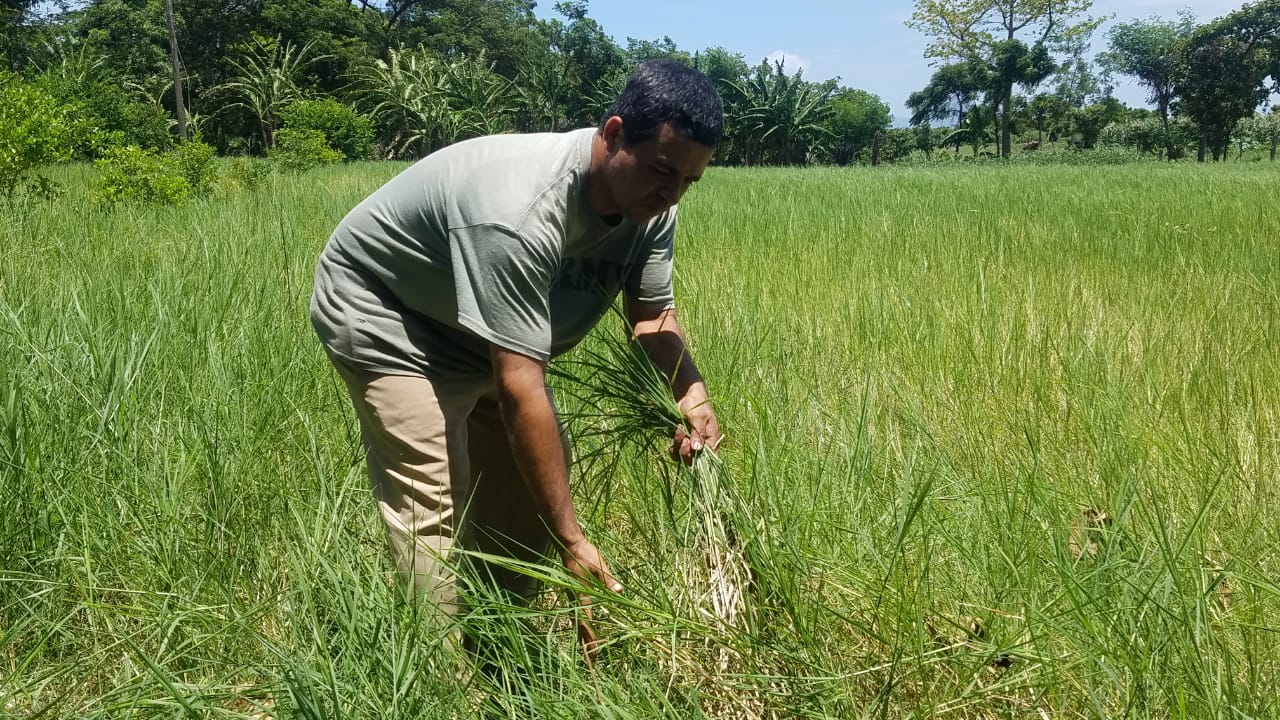 Campo2